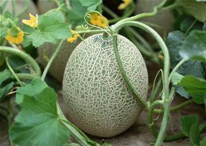 给老婆吃哈密瓜好吗视频,给老婆的甜蜜惊喜