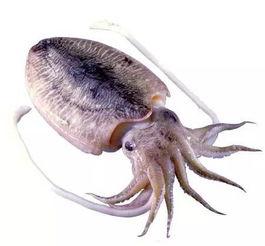 乌贼吃瓜视频大全,趣味视频大全集锦