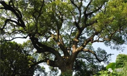 清华树洞吃瓜视频大全,揭秘校园吃瓜视频大全背后的故事