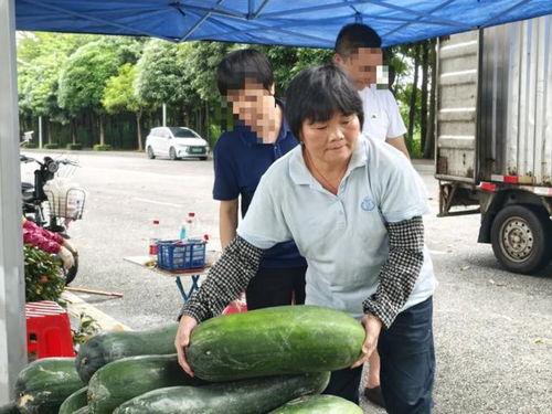 民众吃瓜视频大全,揭秘热门视频背后的社会现象
