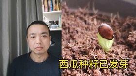 小申和韩林吃瓜视频,揭秘娱乐圈幕后故事