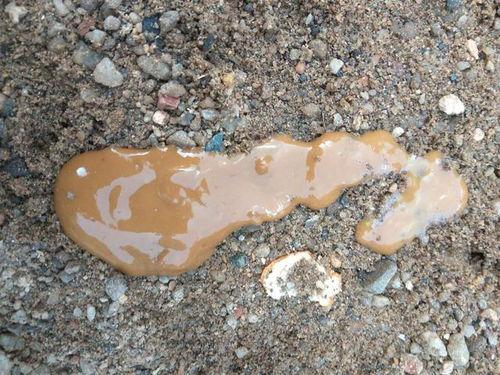 铲屎瓜吃腰子视频,萌宠美食大揭秘！