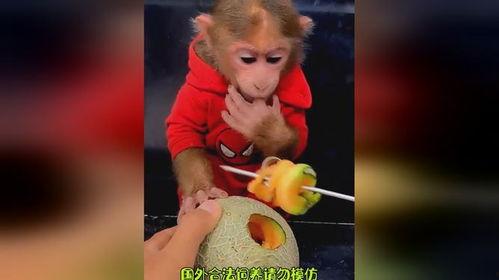 动物们吃哈密瓜的视频,动物们的哈密瓜美食之旅