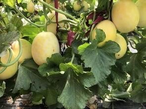 界首吃瓜原照片视频,原照片视频揭秘当地独特民俗风情