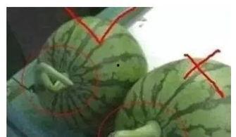 勺子吃瓜会不甜吗视频