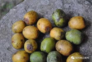 廉江德庆吃瓜视频,一场别开生面的乡村盛宴